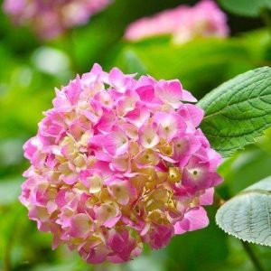 Hybrid Hydreangea Plant