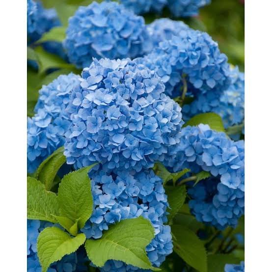 Hydrangea Flower plant blue|Blue hydrangea flowers for sale|Order blue hydrangeas online
