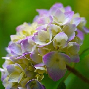 Hydrangea Plant for Sale | Hybrid Hydrangea Tree for Sale | Buy Hydrangea Tree Online | Hydrangea Plant Price Near me