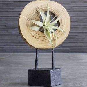 Illusion - Air Plant