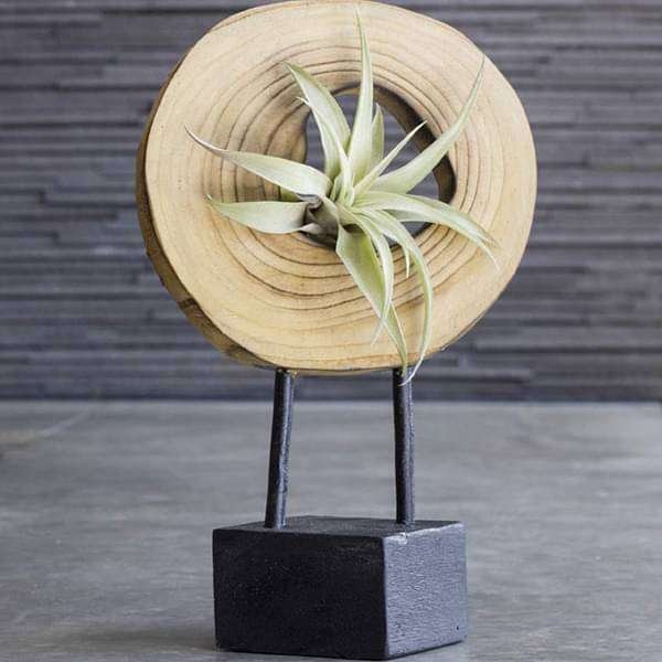 Illusion - Air Plant