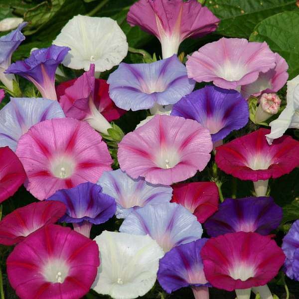 Ipomoea Mixed Color - Desi Flower Seeds