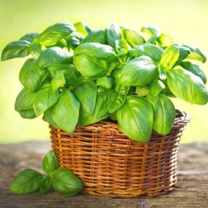 Italian Large Leaf Basil Seeds - 200 Seeds (तुलसी के बीज)