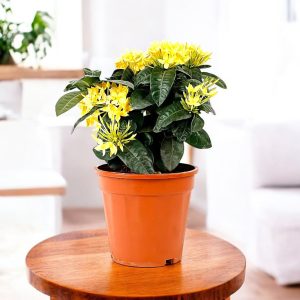 Ixora Dwarf Yellow Plant