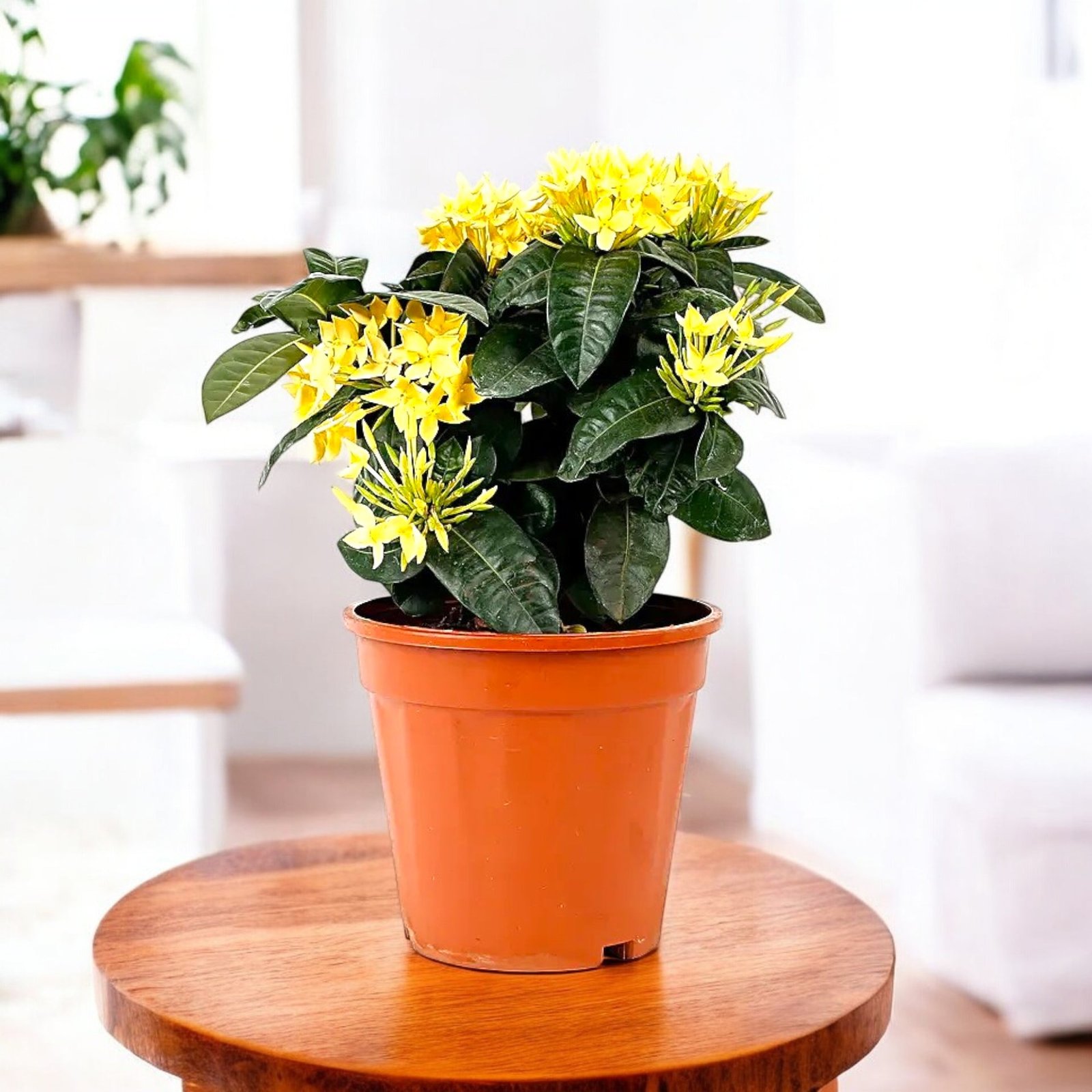 Ixora Dwarf Yellow Plant