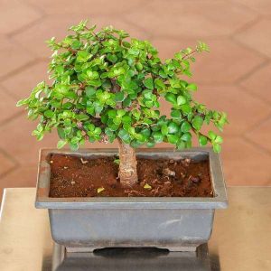 Jade Bonsai - Plant