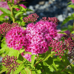 Japanese Meadowsweet (Spiraea japonica) Flowering Live Plant