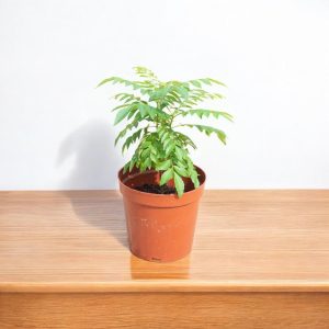 Kadi Patta Plant, Mitha Neem, Curry Leaves Plant, Kadhi Patta