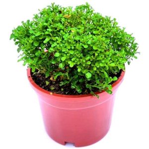 Kamini Dwarf -Murraya Paniculata Peppyflora