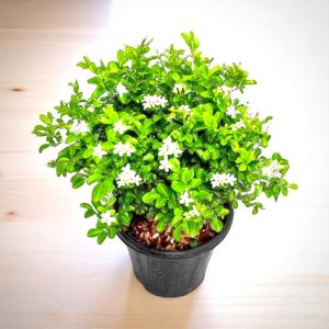 Kamini Plant - Madhukamini, Murraya Kionegi