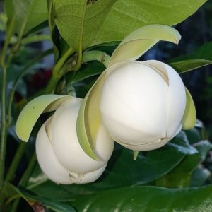 Kavati Chafa White - Magnolia Liliifera | Fragrant Flower Plant
