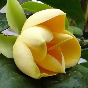 Kavati Chafa Yellow - Magnolia Liliifera | Fragrant Flower Plant