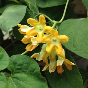 Kodi Sampangi / Tonkin Jasmine Live Plant