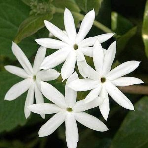 Kunda - Downy Jasmine Plant