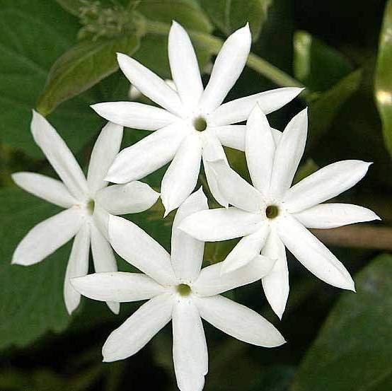 Kunda - Downy Jasmine Plant