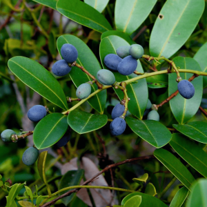 Lakshmi Taru Plant / Paradise Tree (Simarouba Glauca) Rare Medicinal Live Plant