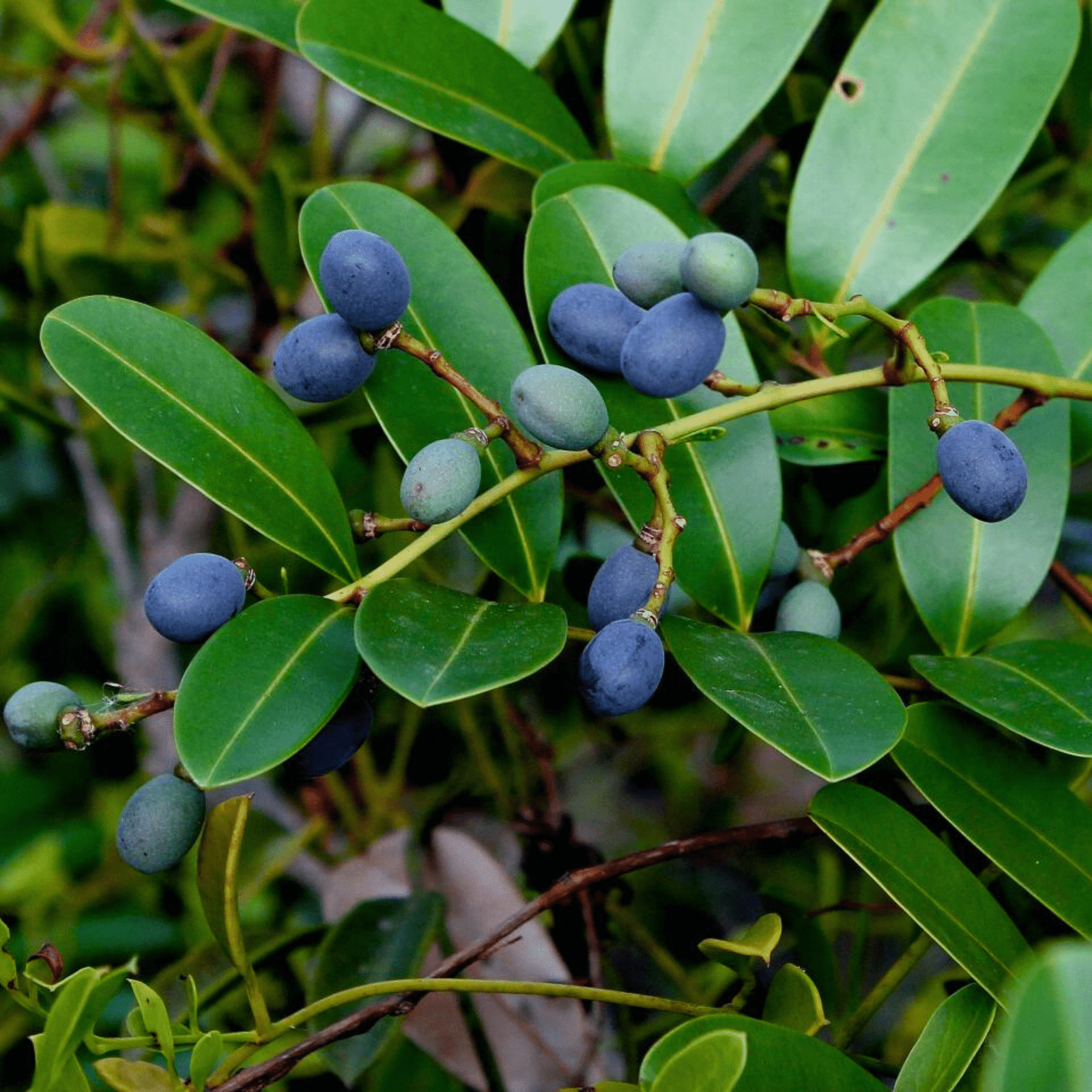 Lakshmi Taru Plant / Paradise Tree (Simarouba Glauca) Rare Medicinal Live Plant