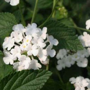 Lantana White Plant