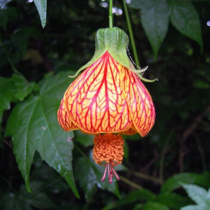 Lantern Hibiscus Tiger Flowering Live Plant