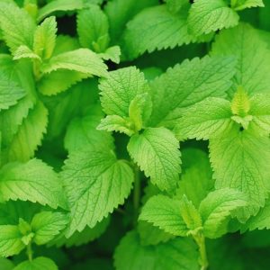 Lemon Balm Seeds - 200 Seeds (लेमन बाम के बीज)