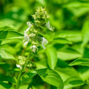 Lemon Basil Seeds - 200 Seeds (Tulsi/लेमन तुलसी के बीज)