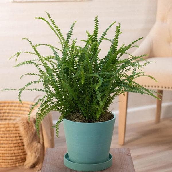 Lemon Button Fern, Nephrolepis Cordifolia Duffii - Plant