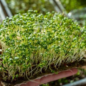 Lettuce Microgreen Seeds (10g)
