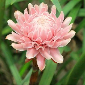 Light Pink Torch Ginger Flowering Plant