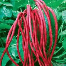 LOBIA – RED HYBRID SEEDS (20 seeds)