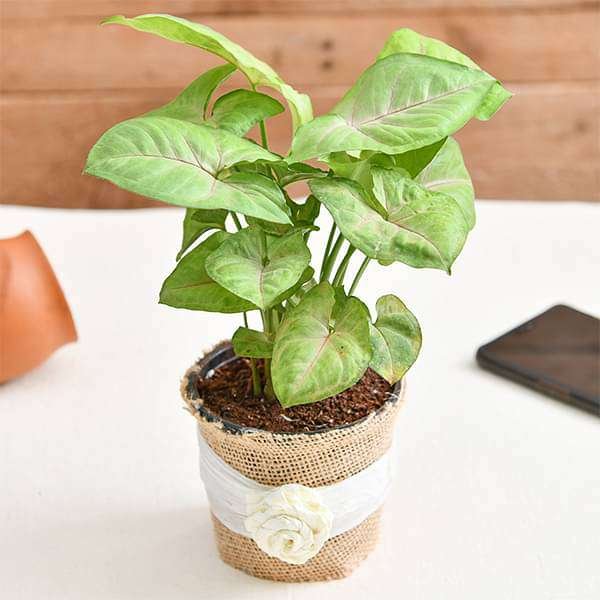 Lovely Syngonium Plant in Jute Wrap