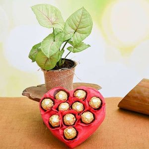 Lovely Syngonium with Chocolate