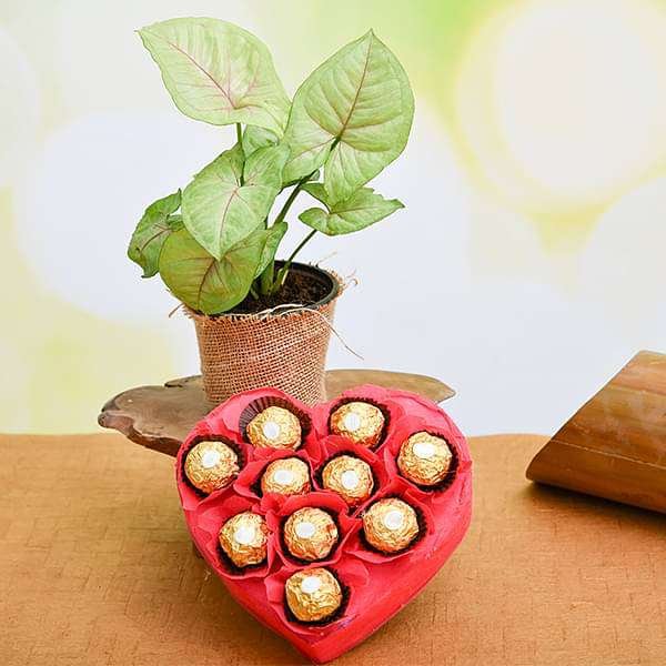 Lovely Syngonium with Chocolate