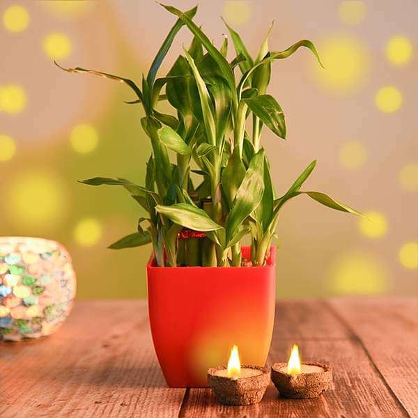 Lucky bamboo with Eco Friendly Diyas
