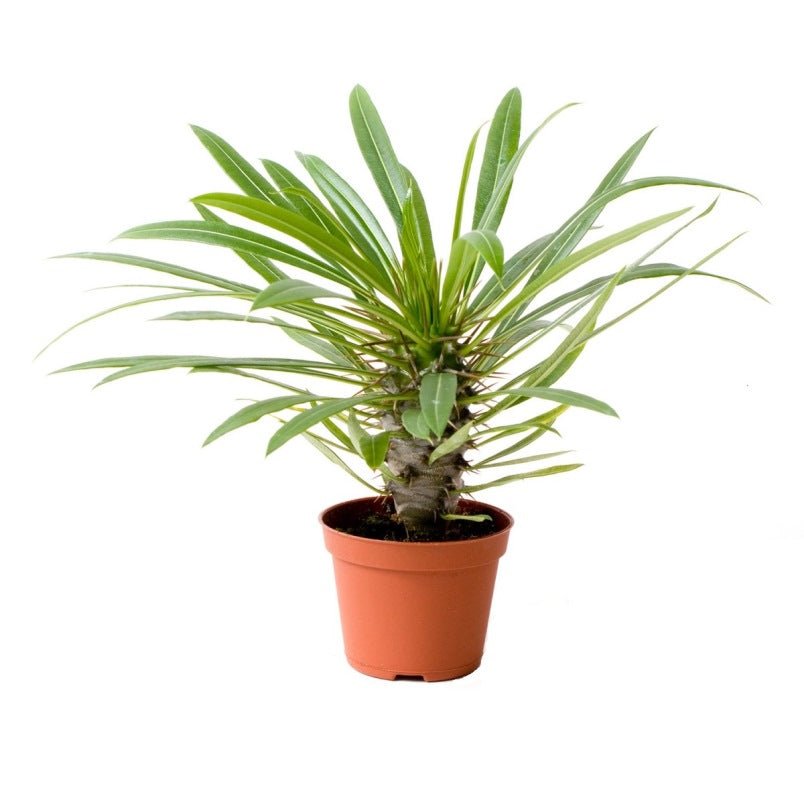 Madagascar Palm "Pachypodium Lamerei" Plant
