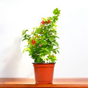 Madhumalti Plant - Rangoon Creeper