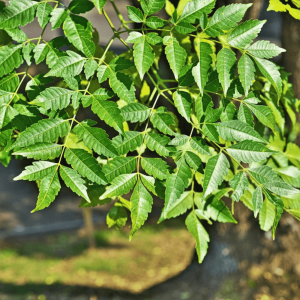 Malabar Neem (Melia dubia) Live Plant