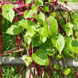 Malabar Spinach (Basella alba) Medicinal Live Plant