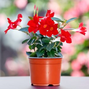 Mandevilla Red Plant
