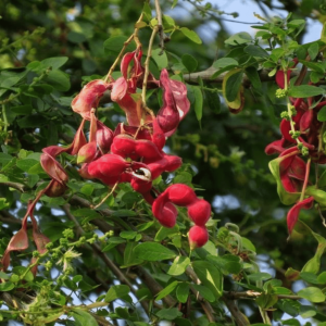 Manila Tamarind / Madras thorn (Pithecellobium dulce) Live Plant