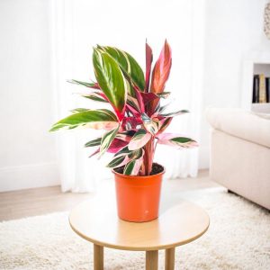 Marantha Triostar Plant - Maranta, Calathea Triostar