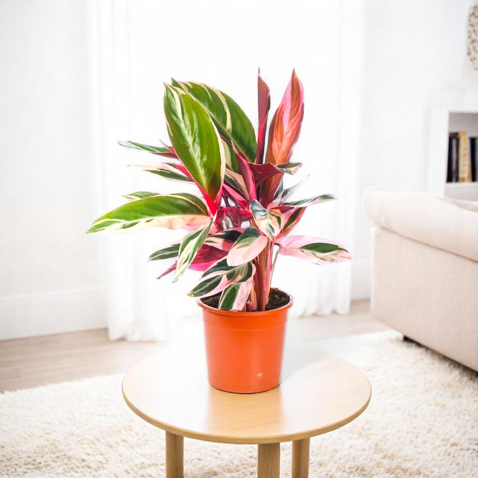 Marantha Triostar Plant - Maranta, Calathea Triostar