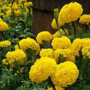 Marigold F-1 Inca Yellow - Flower Seeds