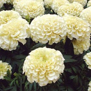 Marigold F-2 Vanilla White - Flower Seeds