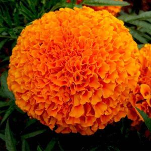 Marigold Perfection Orange - Flower Seeds