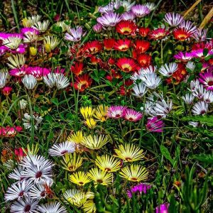 Mesembryanthemum, Ice Plant Mixed Color - Flower Seeds