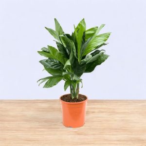 Metallica Palm - Metal Palm, Fishtail Palm