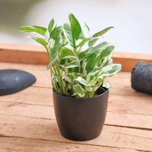 Money plant marble prince, Scindapsus n joy - Plant