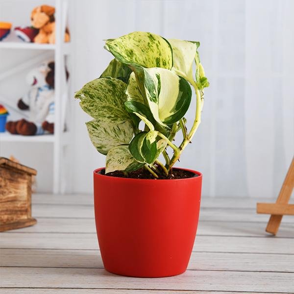 Money Plant Marble Queen - Plant