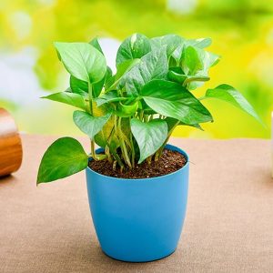 Money Plant, Scindapsus (Green) - Plant