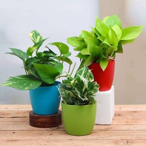 Money Plant, Scindapsus ( Pack of 3) - Plant